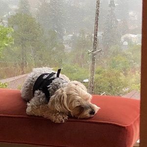 Meet your Posher, Jean